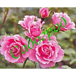 Саженцы, роза "Royal Bonika" (Роял Боника) - Франция Садоград 2хлетние саженцы