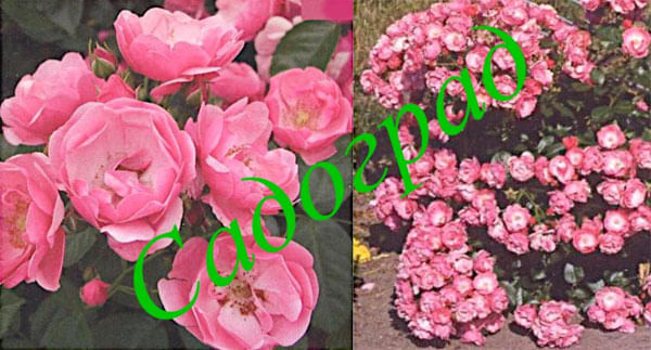 Саженцы роза "Angela" (Анжела) - Германия Садоград 2хлетние саженцы