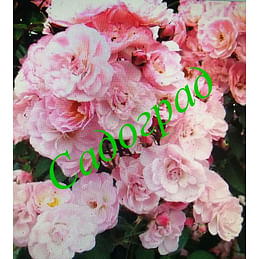 Саженцы, роза "Heavenly Pink" (Хевенли Пинк) - Бельгия Садоград 2хлетние саженцы