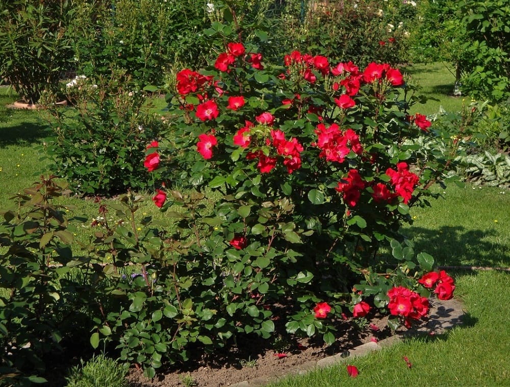 Саженцы, роза "Robusta" (Робуста). Садоград 2хлетние саженцы
