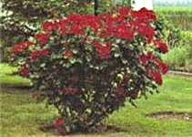 Саженцы, роза "Robusta" (Робуста). Садоград 2хлетние саженцы