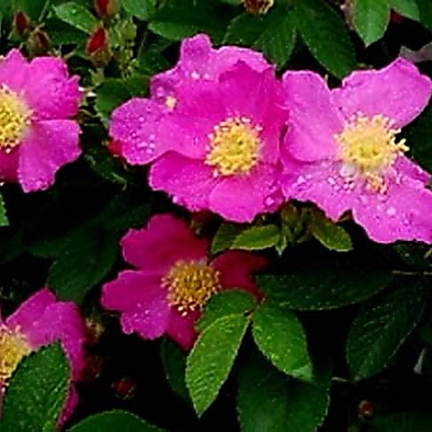 Саженцы, роза "Rosa Rugosa Rubra" (Ругоза красная) Садоград 2хлетние саженцы