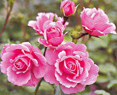 Саженцы роза "Royal Bonika" (Роял Боника) - Франция Садоград 2хлетние саженцы