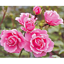Саженцы роза "Royal Bonika" (Роял Боника) - Франция Садоград 2хлетние саженцы