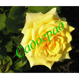 Саженцы роза "Landora Climbing" (Ландора Клайминг) - Франция Садоград 2хлетние саженцы