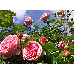 Саженцы, роза "Giardina" (Джардина) - Германия Садоград 2хлетние саженцы