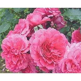 Саженцы, роза "Rosarium Uetersen" (Розариум Утерсен) - Германия Садоград 2хлетние саженцы