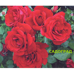 Саженцы, роза "Sympathie" (Симпатия) - Германия Садоград 2хлетние саженцы
