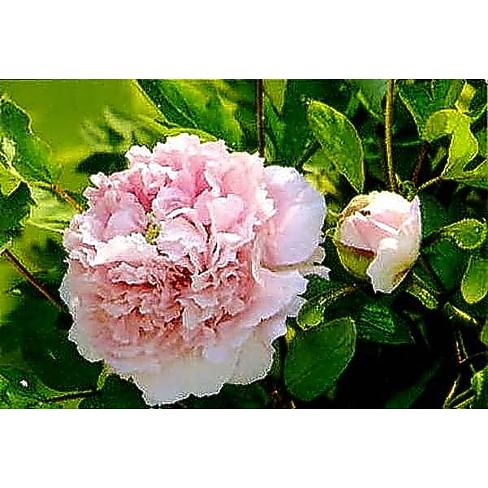 Саженцы, пион древовидный "Персиковый цвет" (Peach flowers) Садоград 2хлетние саженцы