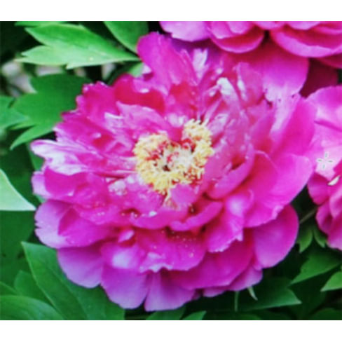 Саженцы, пион древовидный "Пурпурная бабочка в золоте" (Zi Die Xian Jin) Садоград 2хлетние саженцы