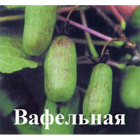 Актинидия коломикта "Вафельная" Садоград 1-2хлетние саженцы.