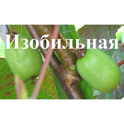 Актинидия коломикта "Изобильная" Садоград 1-2хлетние саженцы
