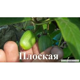 Актинидия коломикта "Плоская" Садоград 1-2хлетние саженцы.