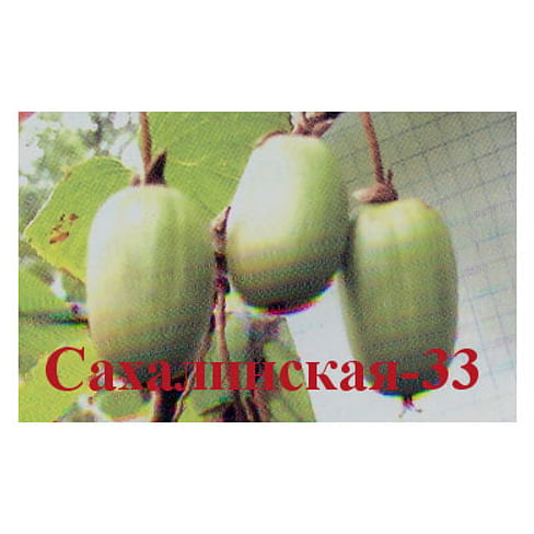 Актинидия коломикта "Сахалинская-33" Садоград 1-2хлетние саженцы