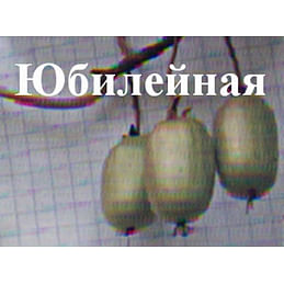 Актинидия коломикта "Юбилейная" Садоград 1-2хлетние саженцы