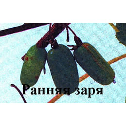 Актинидия коломикта "Ранняя заря" Садоград 1-2хлетние саженцы