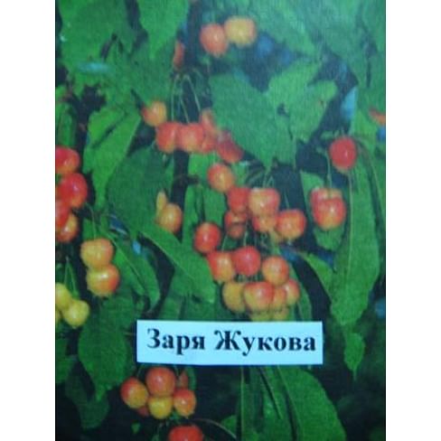 Черешня "Заря Жукова" Садоград 1летние саженцы