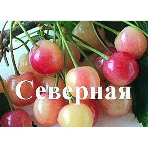 Черешня "Северная" Садоград 1летние саженцы.