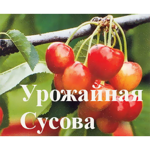 Черешня "Урожайная Сусова" Садоград 1летние саженцы