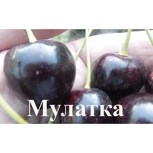 Черешня "Мулатка" Садоград 1летние саженцы.