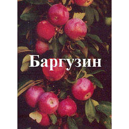 Яблоня колонновидная "Баргузин" Садоград 1летние саженцы