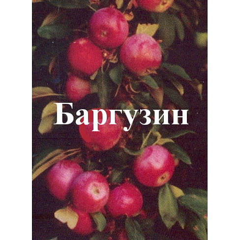 Яблоня колонновидная "Баргузин" Садоград 1летние саженцы