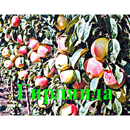 Яблоня колонновидная "Гирлянда" Садоград 2хлетние саженцы