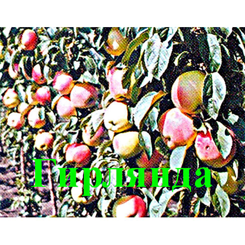 Яблоня колонновидная "Гирлянда" Садоград 2хлетние саженцы