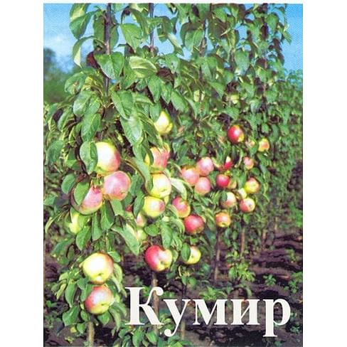 Яблоня колонновидная "Кумир" Садоград 2хлетние саженцы.