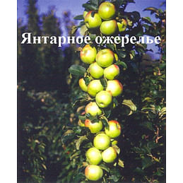Яблоня колонновидная "Янтарное ожерелье" Садоград 1летние саженцы