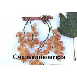 Смородина белая "Смольяниновская" (Белая Смольяниновой) Садоград 1-2хлетние саженцы