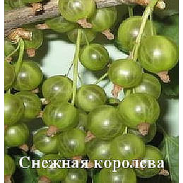 Смородина зеленоплодная "Снежная королева" Садоград 1-2хлетние саженцы