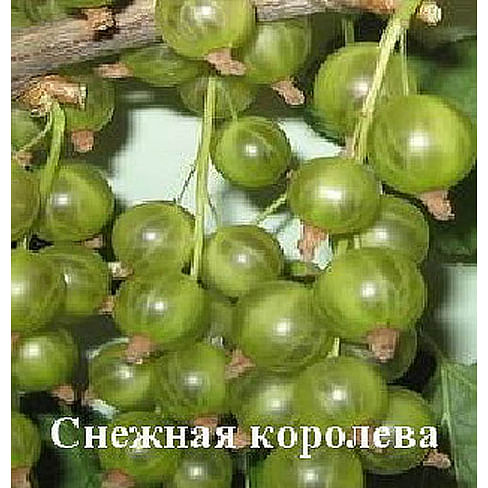 Смородина зеленоплодная "Снежная королева" Садоград 1-2хлетние саженцы