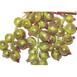 Саженцы смородины зеленоплодной "Изумрудное ожерелье" Садоград 1-2хлетние саженцы