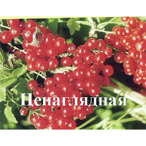 Смородина красная "Ненаглядная" Садоград 1-2хлетние саженцы