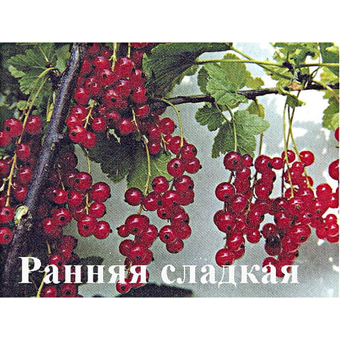 Смородина красная "Ранняя сладкая" Садоград 1-2хлетние саженцы