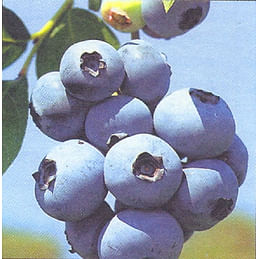 Голубика садовая "Бригитта Блю" (Brigitta Blue). Садоград 2хлетние саженцы.