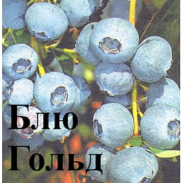 Голубика садовая "Блюгольд" (Bluegold) Садоград 2хлетние саженцы
