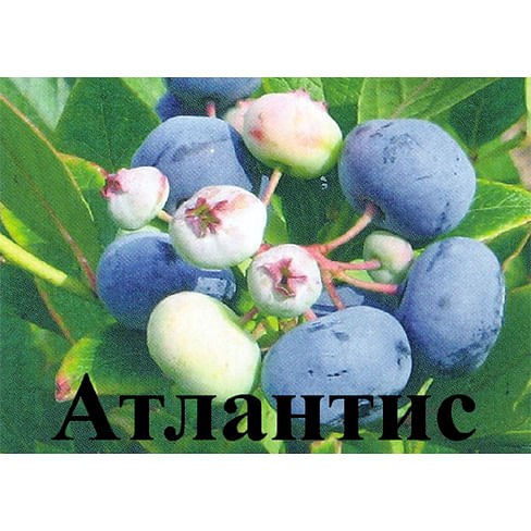 Саженцы голубики садовой "Атлантис" (Atlantis) Садоград 2хлетние саженцы