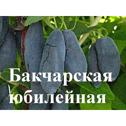 Жимолость садовая "Бакчарская юбилейная" Садоград 2хлетние саженцы