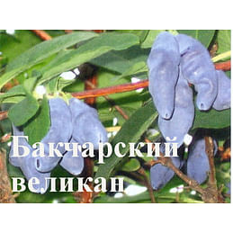 Жимолость садовая "Бакчарский великан" Садоград 2хлетние саженцы