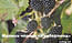 Малина чёрная "Кумберленд" (Cumberland) Садоград 1-2хлетние саженцы
