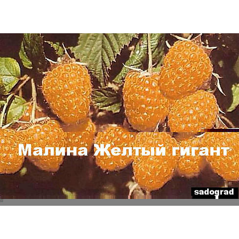 Малина обыкновенная "Жёлтый гигант" Садоград 1-2хлетние саженцы