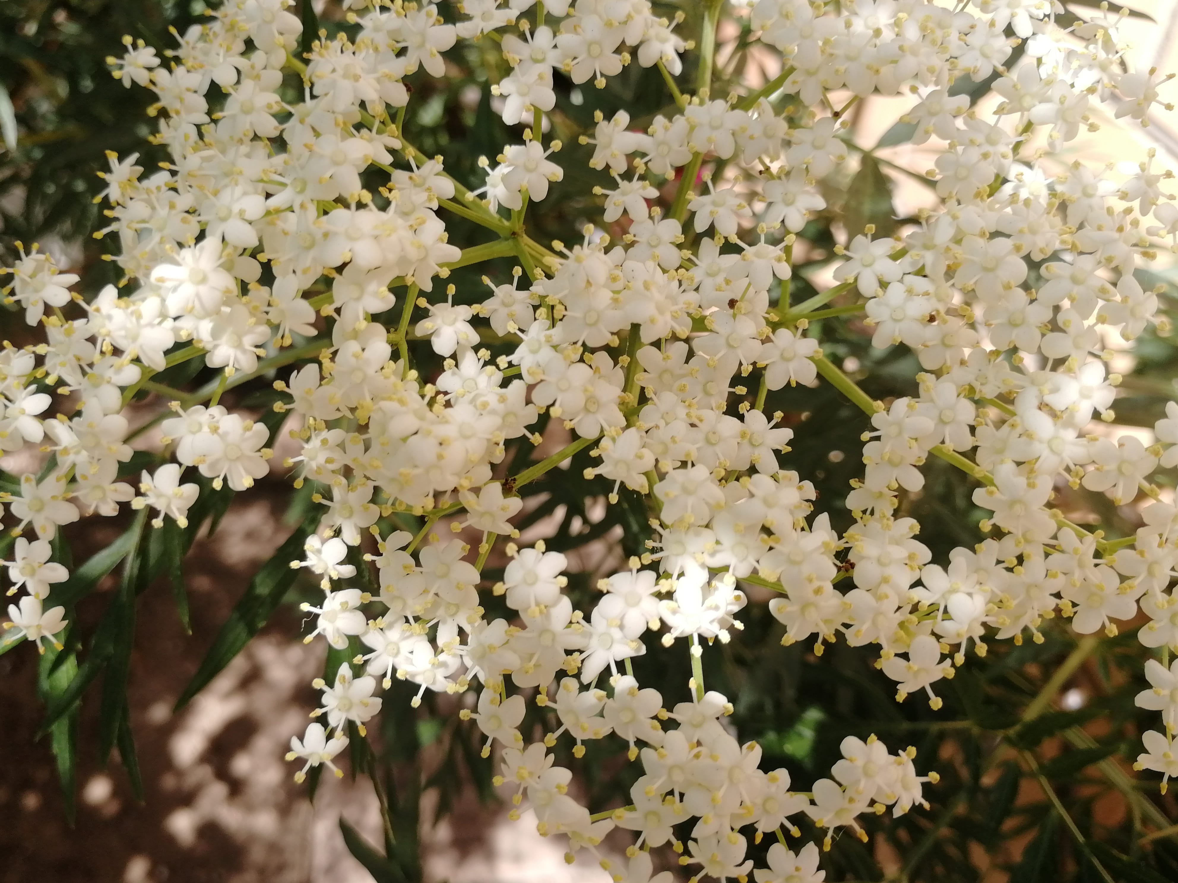 Бузина чёрная "Лациниата" (Sambucus nigra Laciniata) Садоград 1-2-3хлетние саженцы