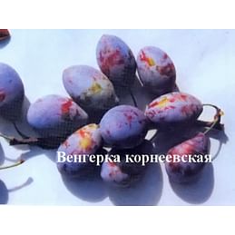 Слива "Венгерка корнеевская" Садоград 2хлетние саженцы