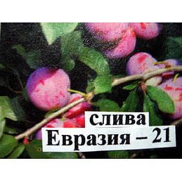 Саженцы сливы "Евразия-21" Садоград 2хлетние саженцы