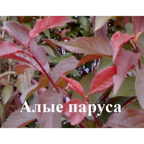 Алыча "Алые паруса" Садоград 1летние саженцы