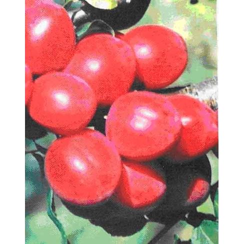 Алыча "Июльская роза" Садоград 1летние саженцы