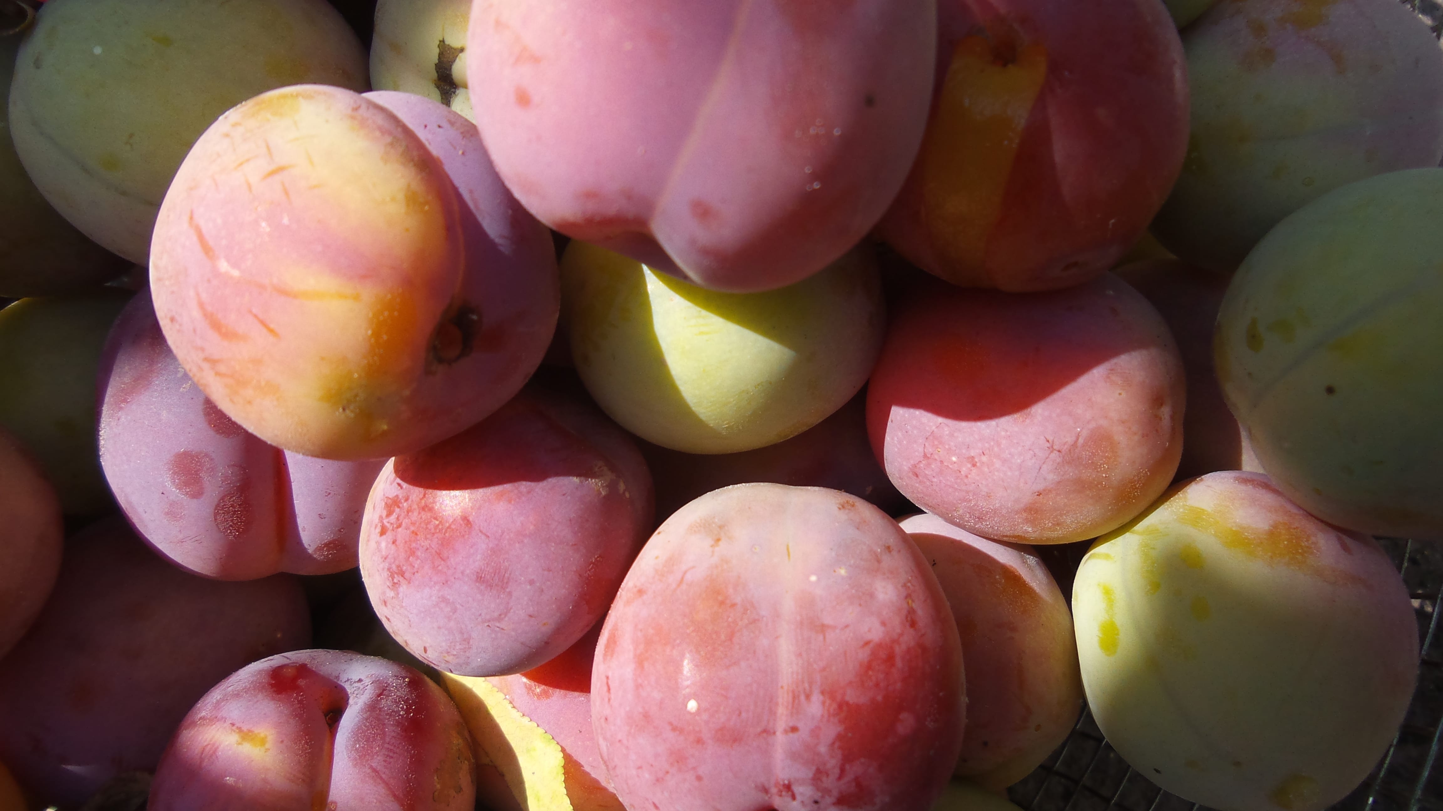 Алыча "Ярило" Садоград 1летние саженцы