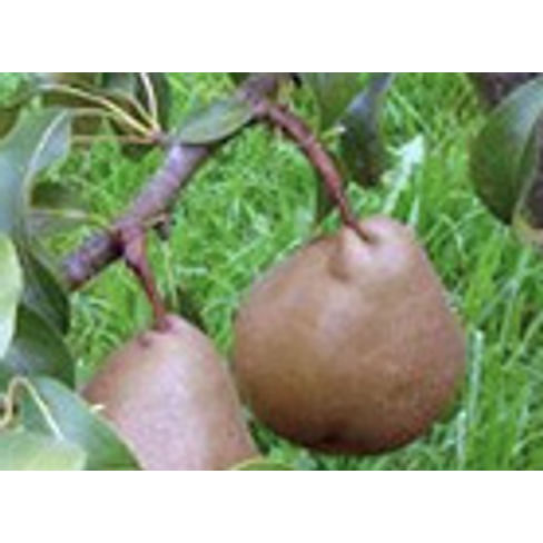 Груша "Земфира" Садоград 1летние саженцы